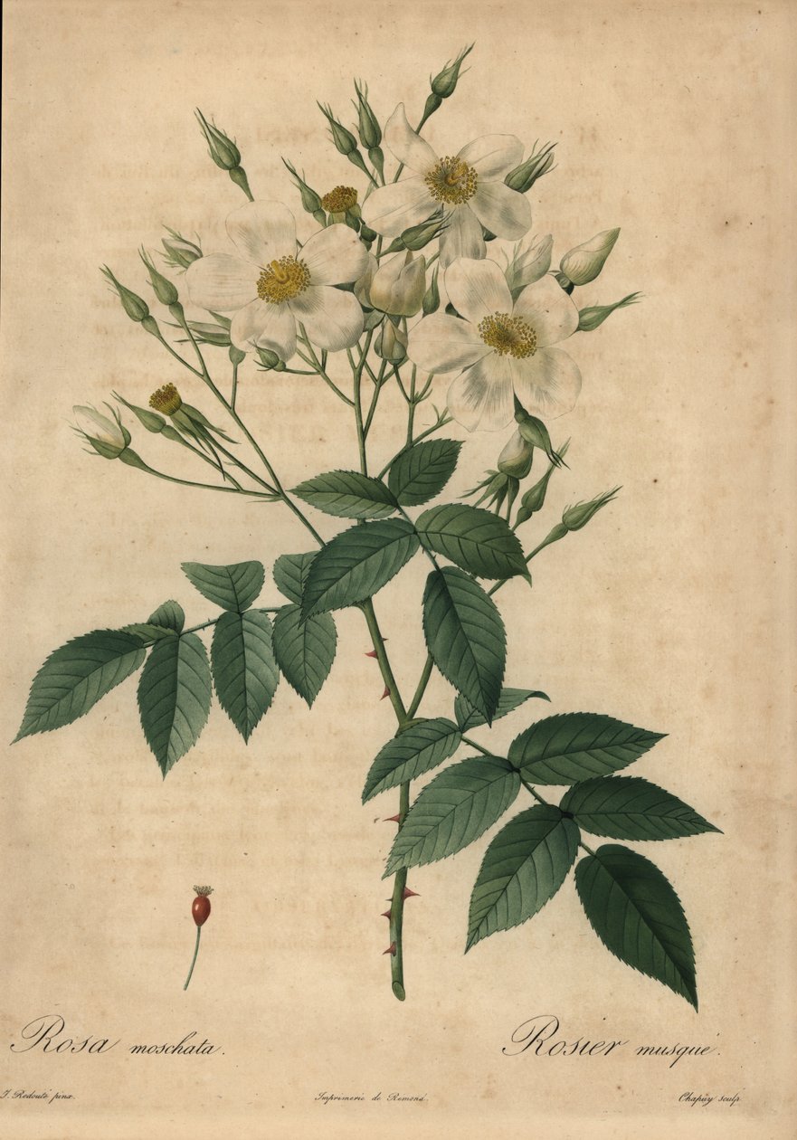 Vit myskros, Rosa moschata. av Jean Baptiste Chapuy
