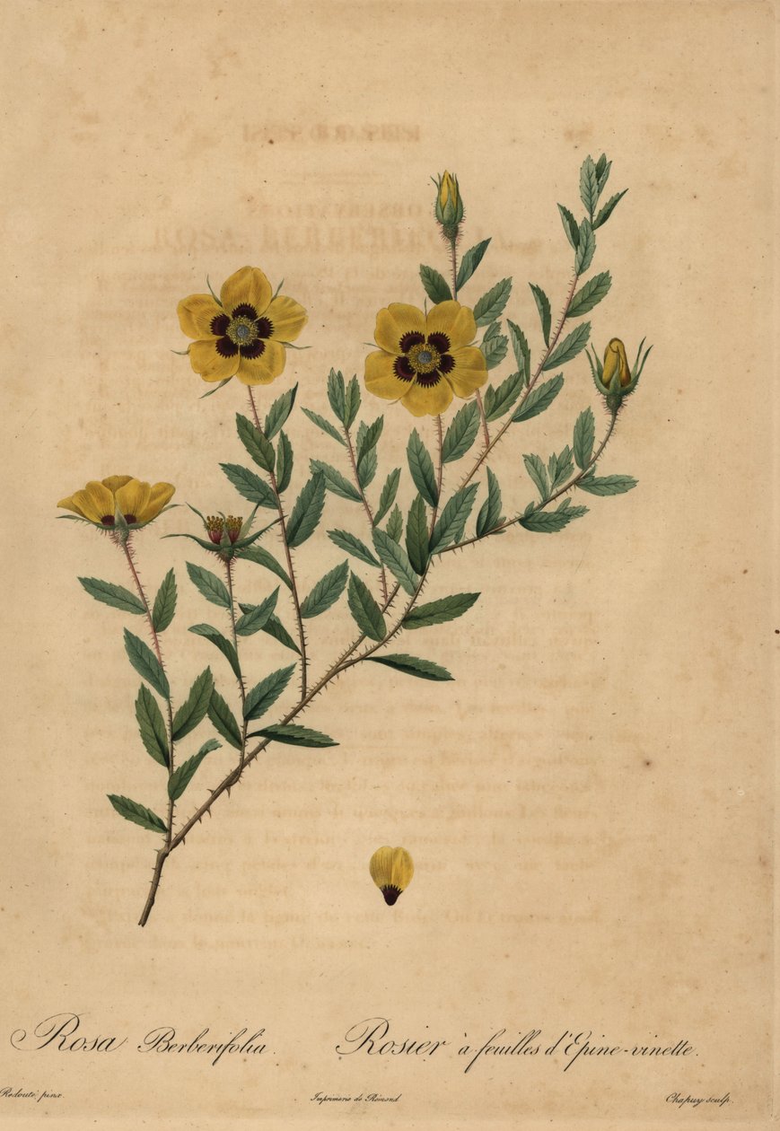 Gul ros, Rosa berberifolia. av Jean Baptiste Chapuy