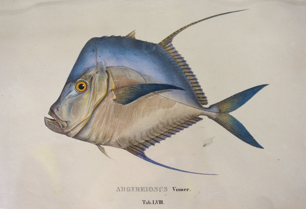 Argyreiosus vomer av Jean Baptiste Debret
