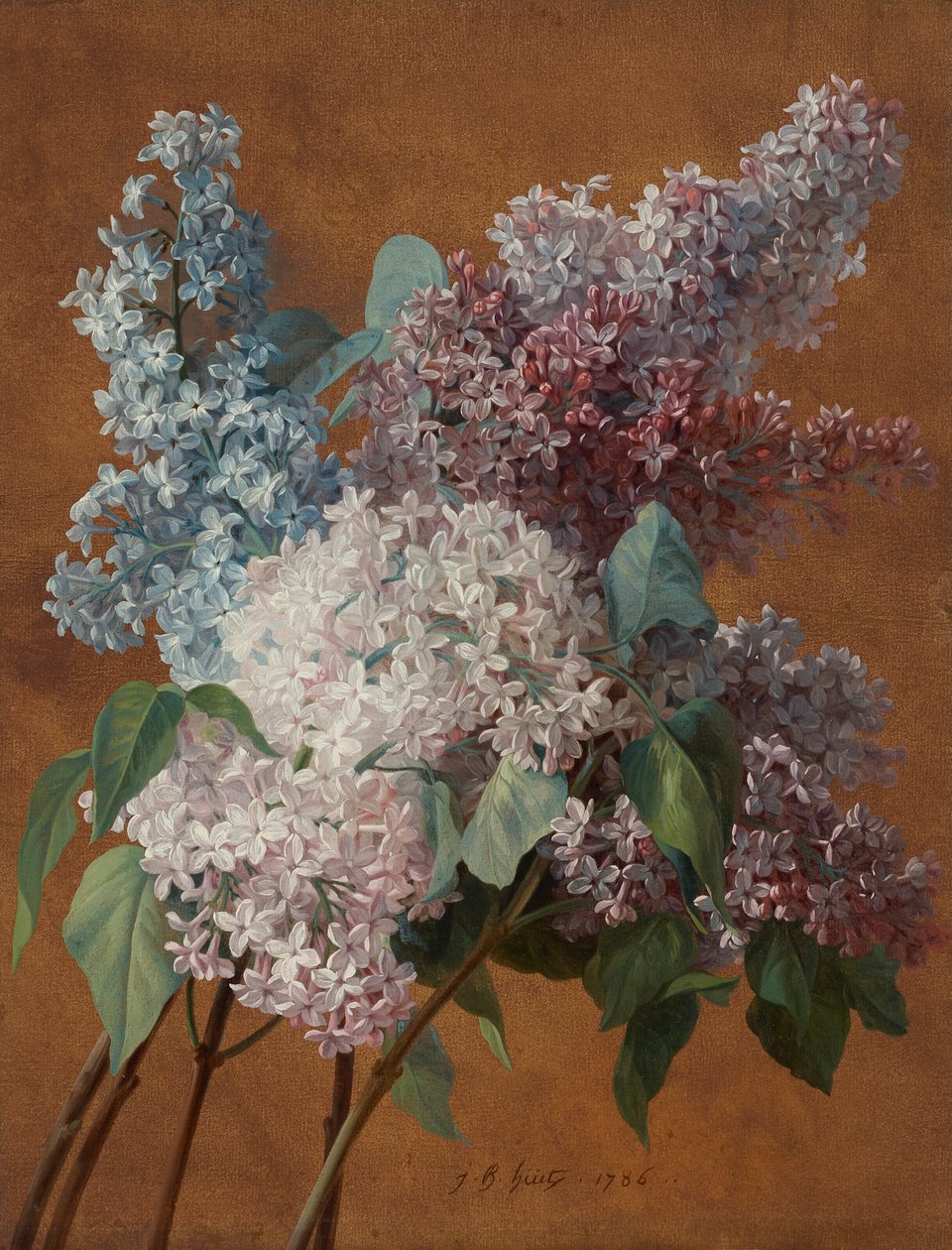 En studie av syrener av Jean Baptiste Huet