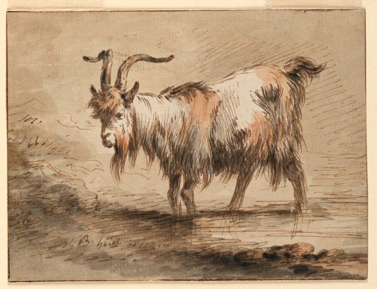 Teckning, studie av en get, 1772 av Jean Baptiste Huet