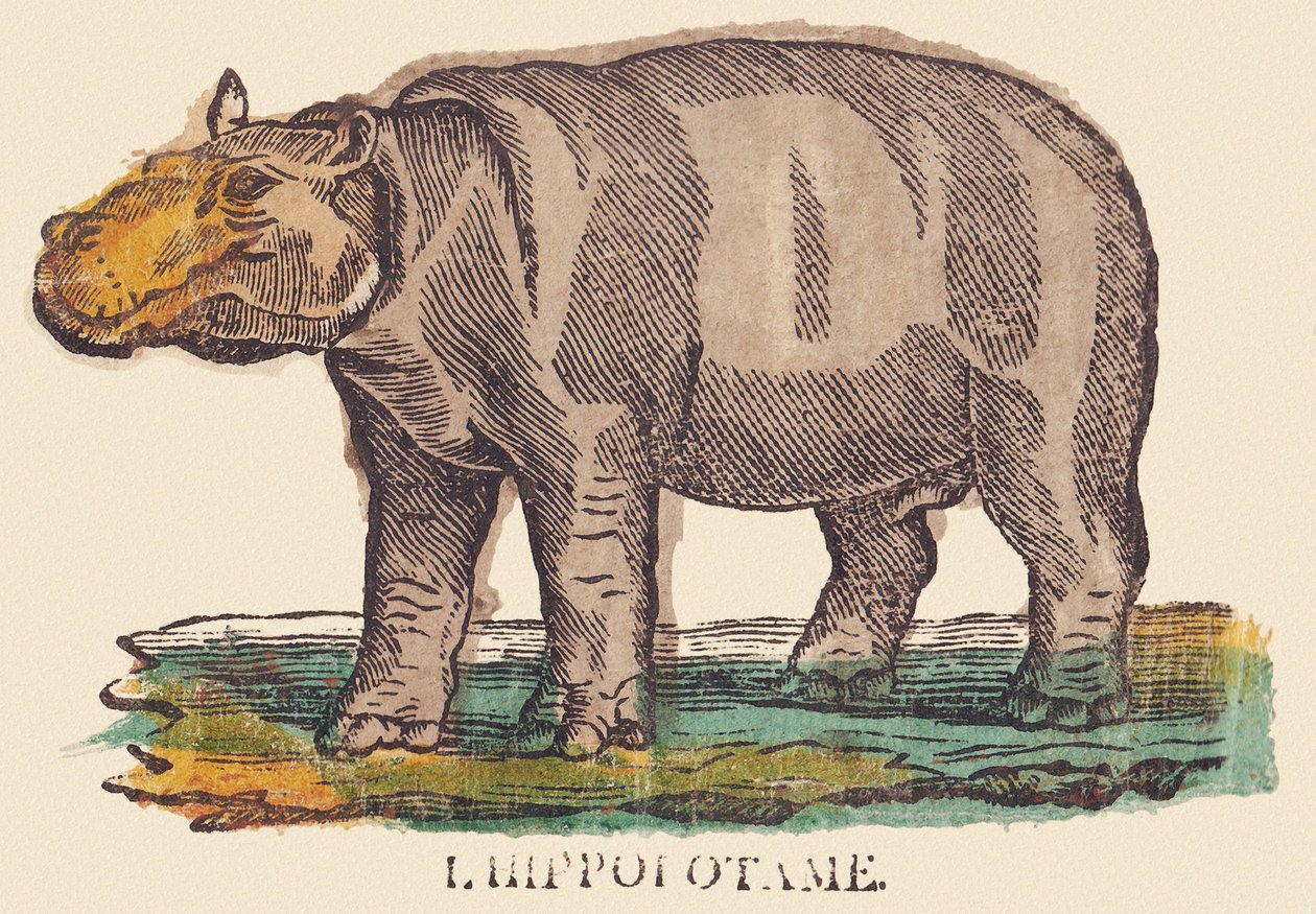 Flodhästen, ca 1840-1852 (litografi) av Jean Baptiste Thiebault