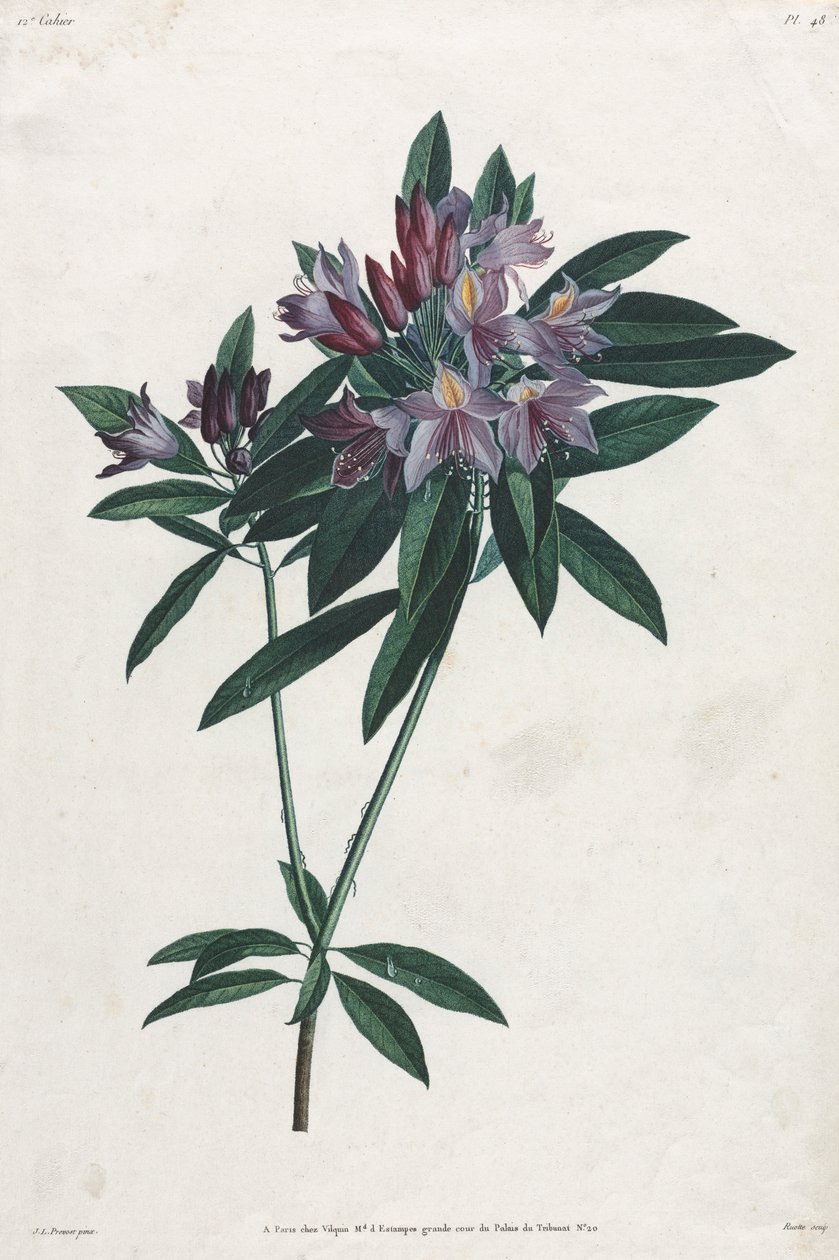 Pontic Rhododendron, 1805. av Jean Louis Prévost.