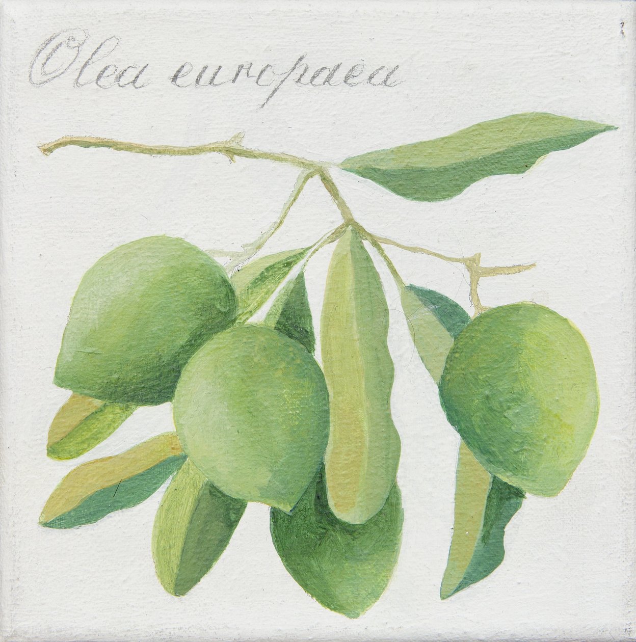 Gröna oliver (akryl) av Jennifer Abbott