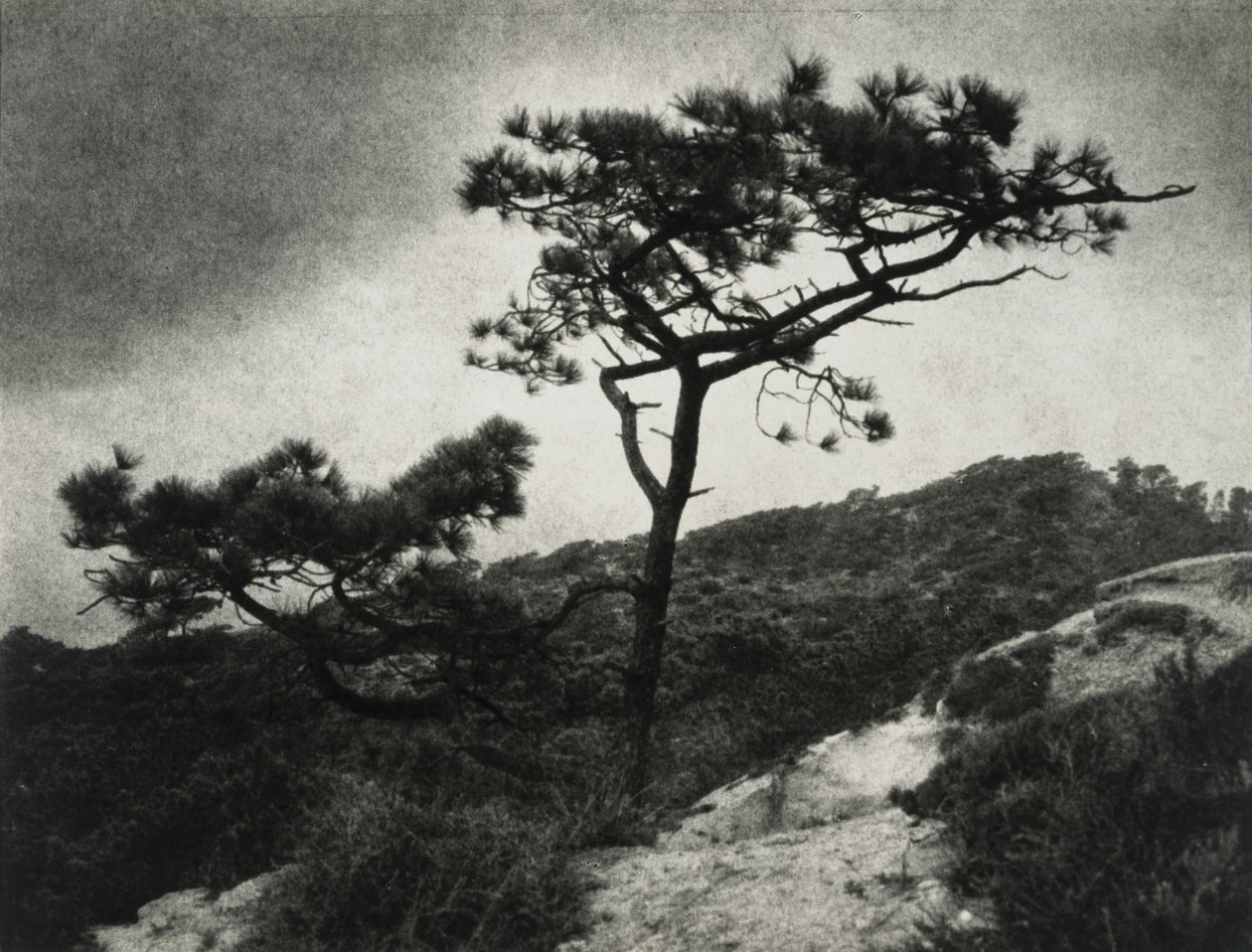 Berömda Torrey Pines av Jessie Tarbox Beals