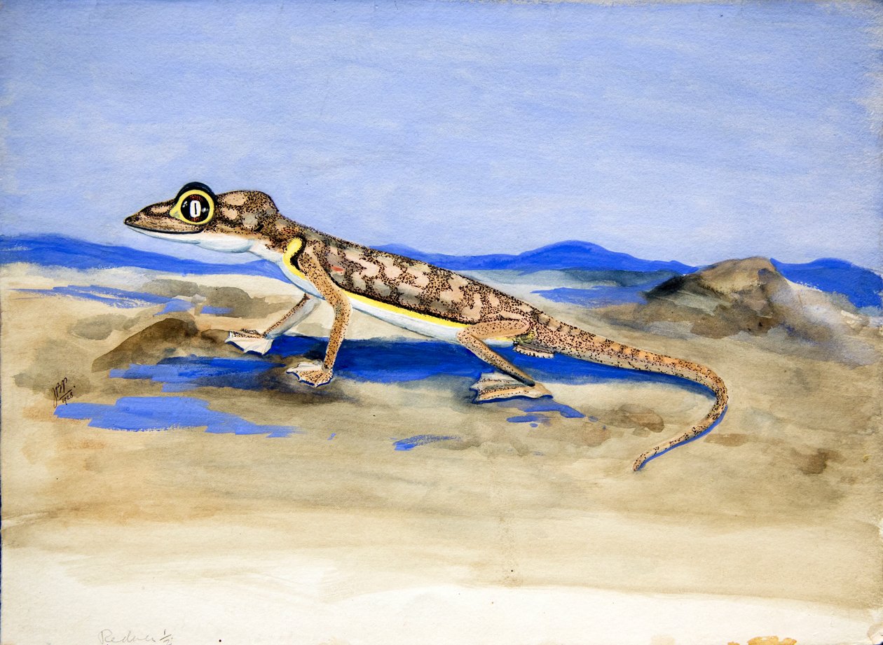Palmatogecko rangei Anderson, 1928 (wc på papper) av Joan Procter