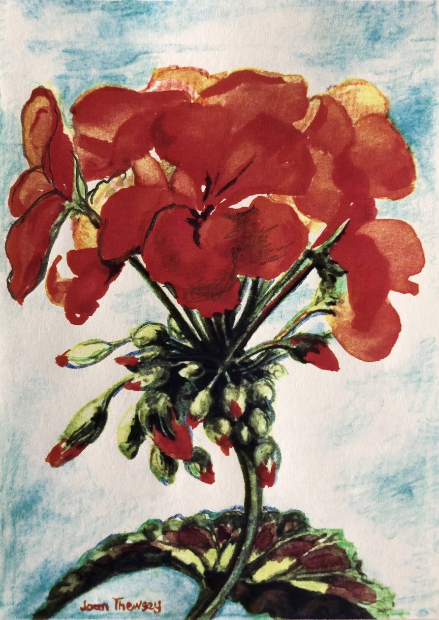 Geranium, frø av Joan Thewsey