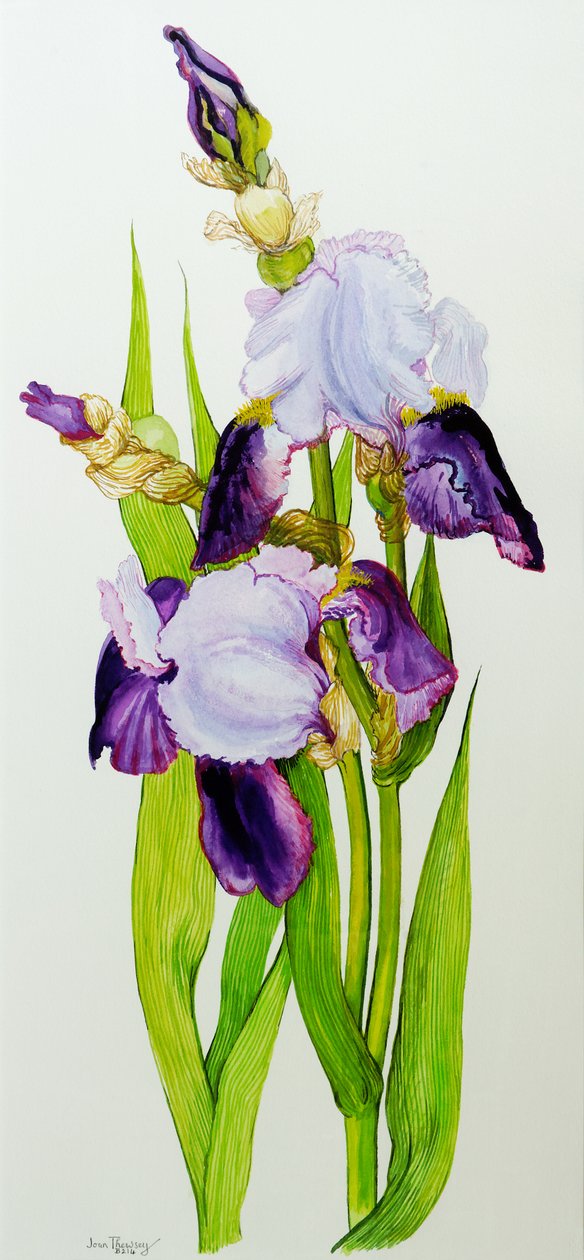 Mauve och lila iris med två knoppar (wc på handgjort papper) av Joan Thewsey