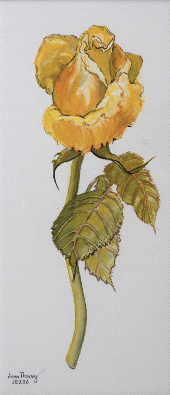 Single Yellow Rose Arthur Bell 2006 (vattenfärg på papper) av Joan Thewsey