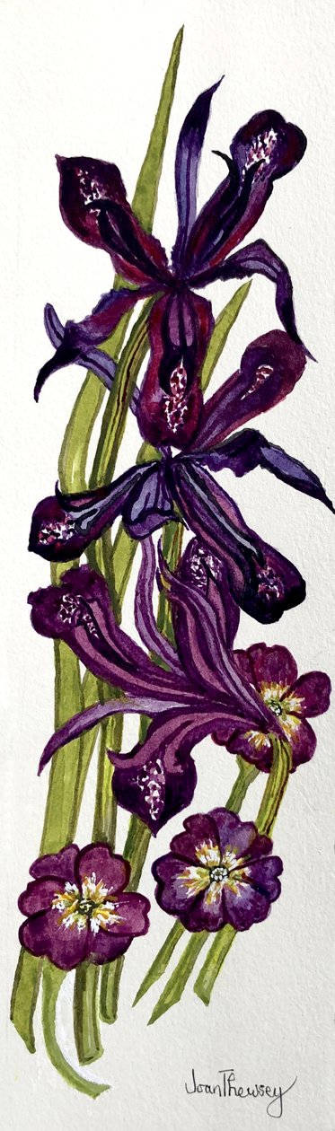 Iris och primörer (akvarell) av Joan Thewsey