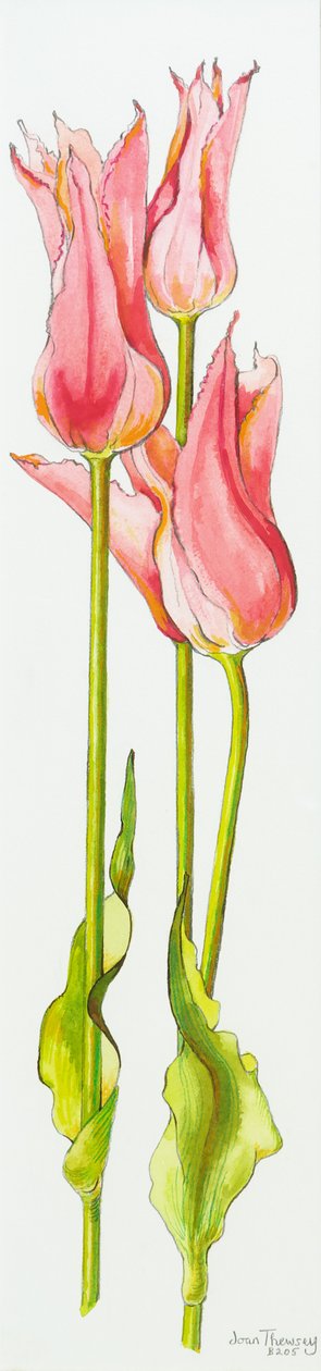 Tre röda liljablommiga tulpaner Marianne, vattenfärg, 2010 av Joan Thewsey