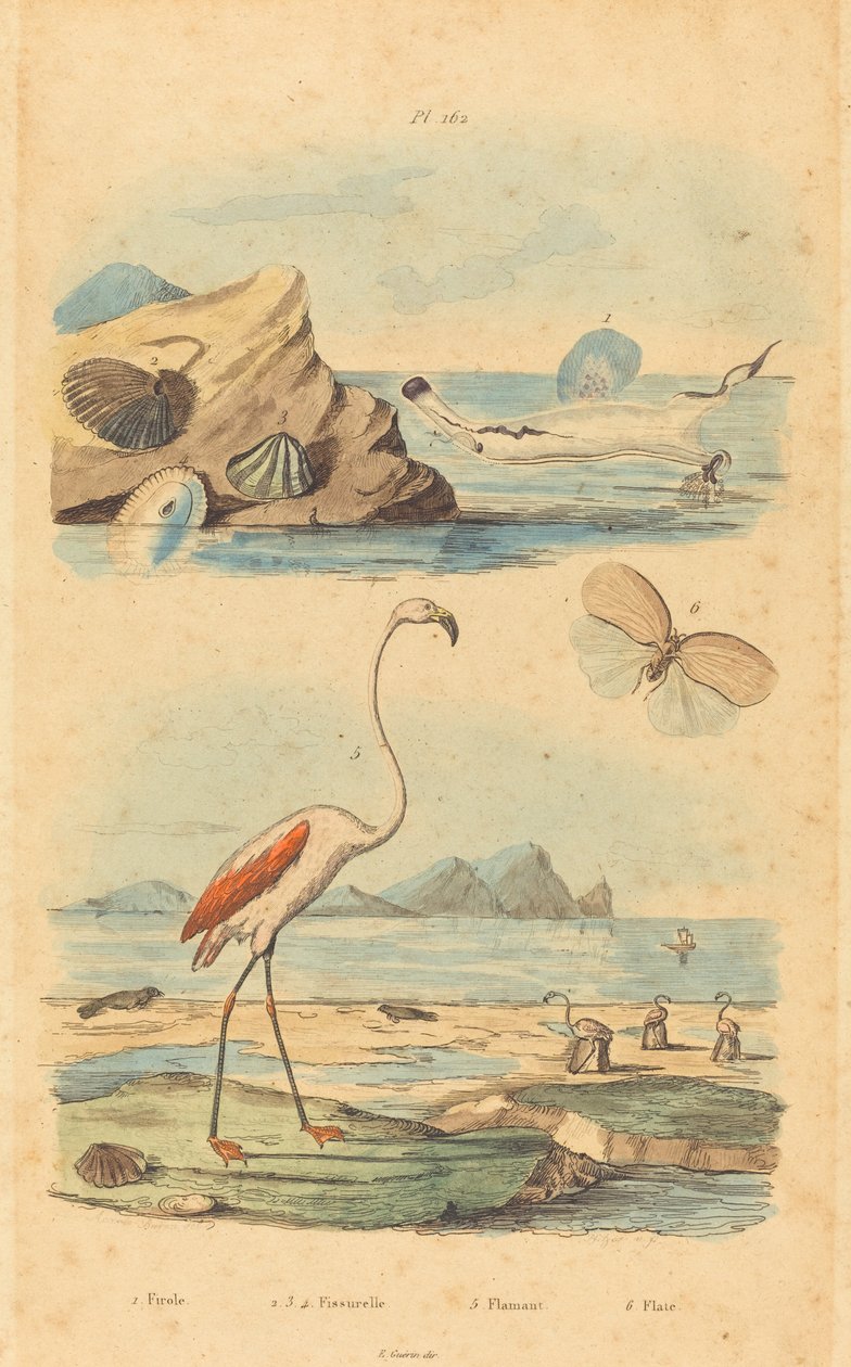 Flamingos och snäckor av Joh. Baptist Pfitzer after Acavie Baron