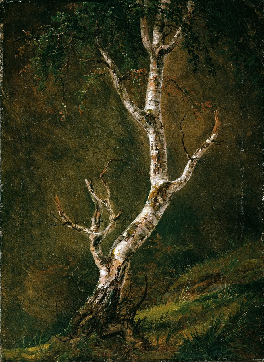 Studera ett björkträd av Johan Christian Dahl