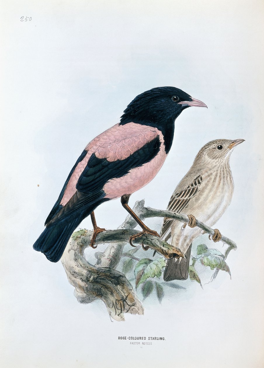 Rosfärgad Stare av Johan Gerard Keulemans