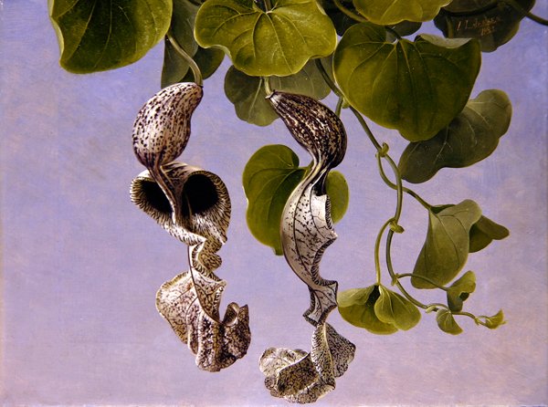 Osterluzei-blommor (Aristolochia Cymbifera) av Johan Laurents Jensen