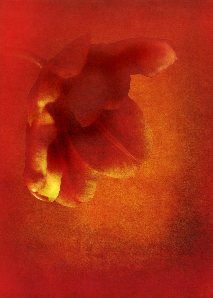 Blomma i rött, 2016 digital fotokonst) av Johan Lilja