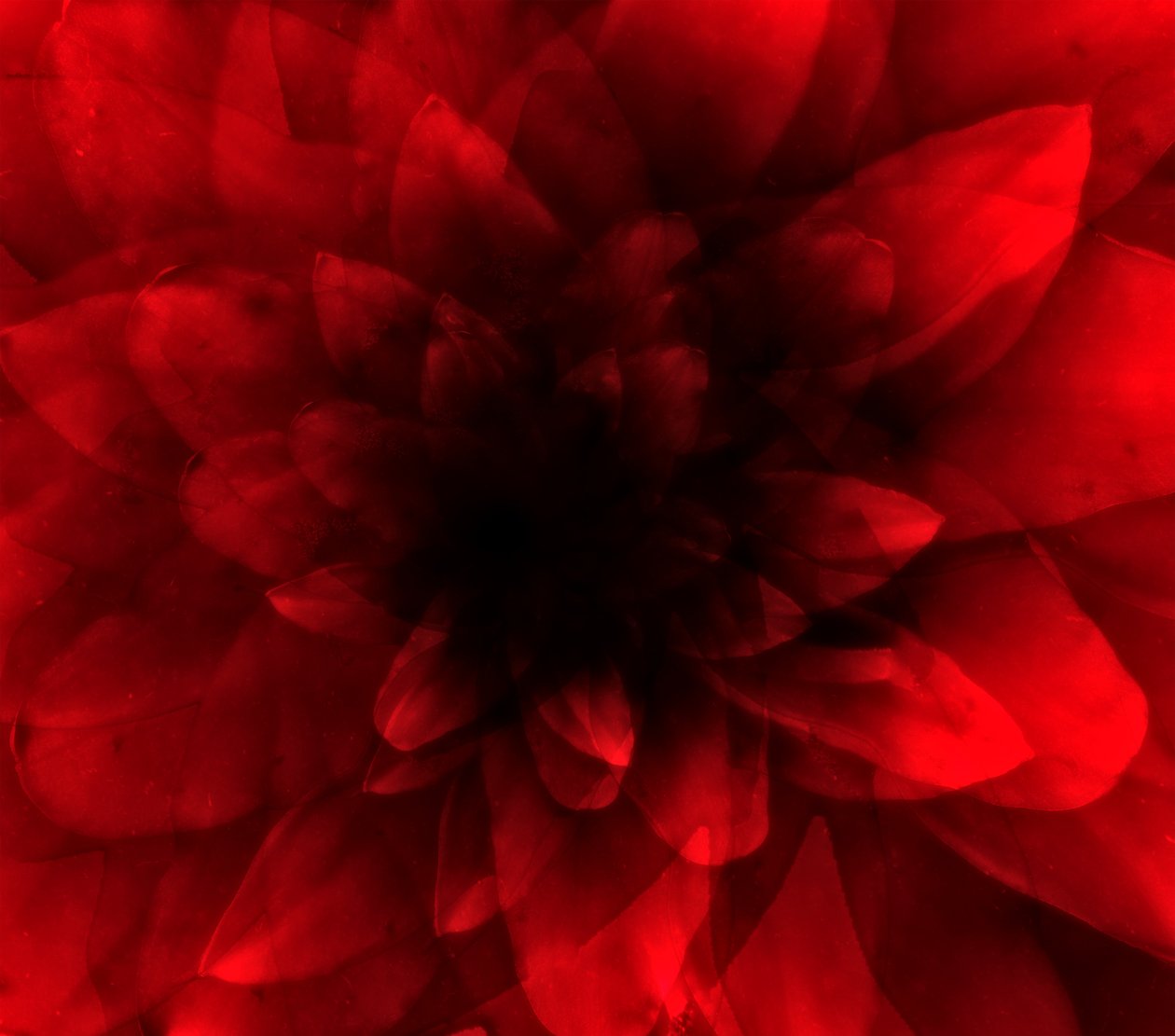 Blomsterröd nyans, 2016 (digitalt konsttryck) av Johan Lilja
