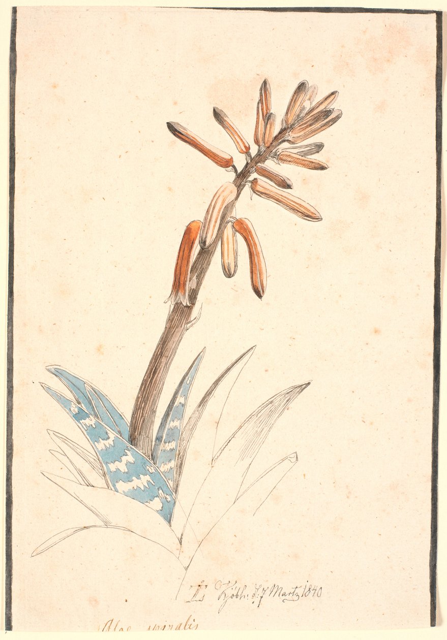 Blommande aloe av Johan Thomas Lundbye