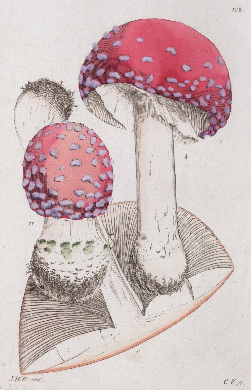 Amanita muscaria, 1804-1811 av Johan Wilhelm Palmstruch