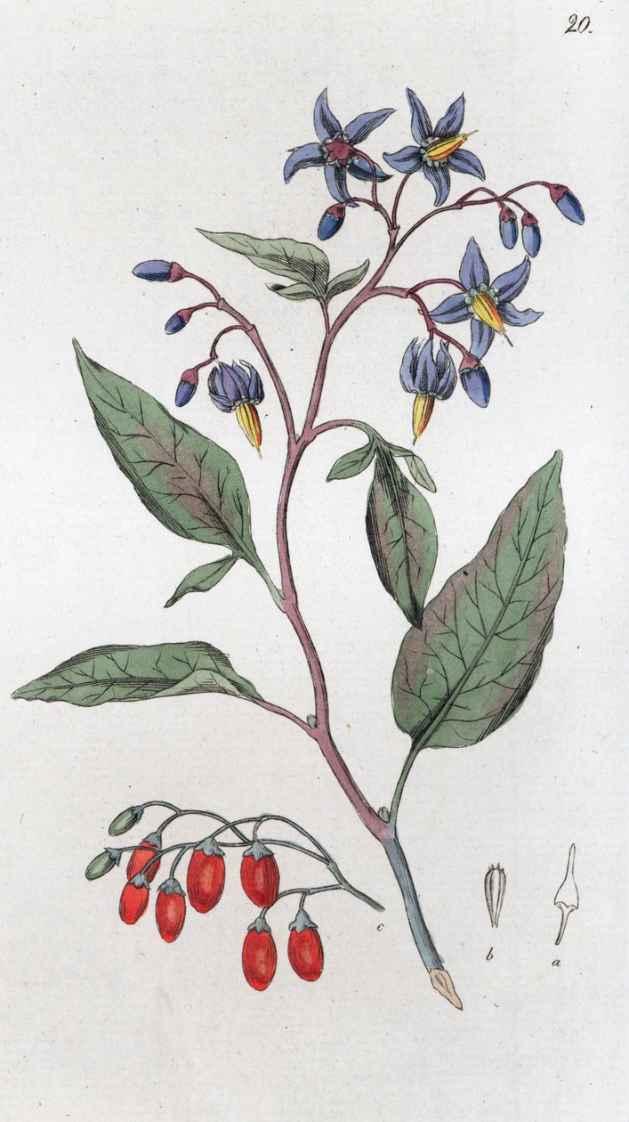 Bitterljuva Solanum dulcamara, 1804-1811 av Johan Wilhelm Palmstruch