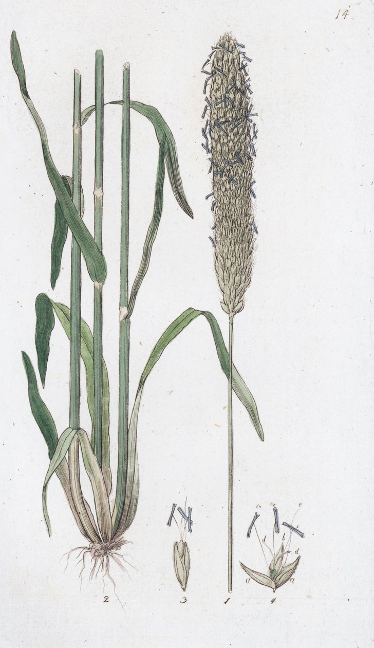Ängsrävsvans Alopecurus pratensis, 1804-1811 av Johan Wilhelm Palmstruch