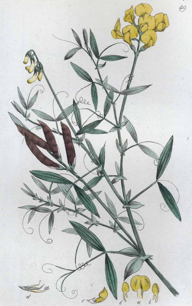 Ängsvicker Lathyrus pratensis, 1804-1811 av Johan Wilhelm Palmstruch