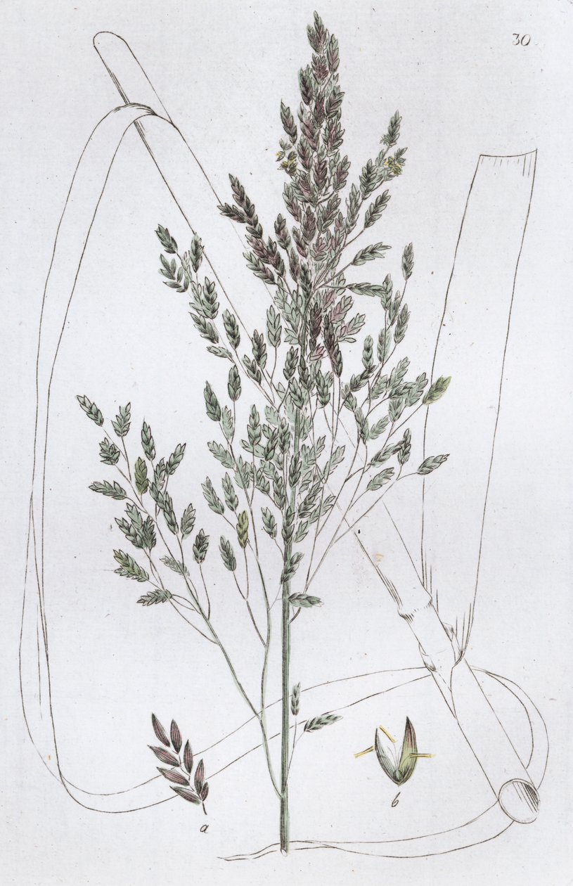 Reed Sweet Grass Poa aquatica, 1804-1811 av Johan Wilhelm Palmstruch
