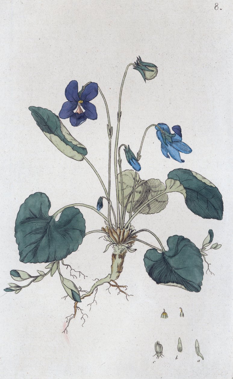 Sweet Violet Viola odorata, 1804-1811 av Johan Wilhelm Palmstruch