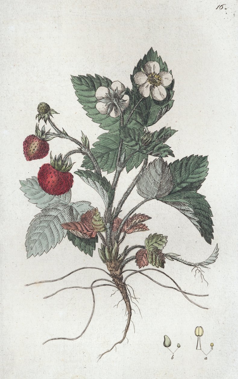 Vildsmultron Fragaria vesca, 1804-1811 av Johan Wilhelm Palmstruch