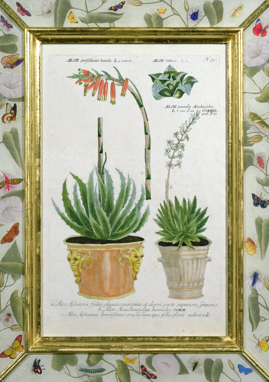 Aloe, ca 1740 (handfärgad gravyr) av Johann Wilhelm Weinman