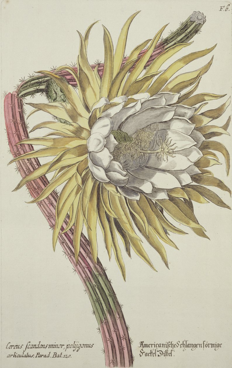 Cereus Scandens Minor Polygonus från 