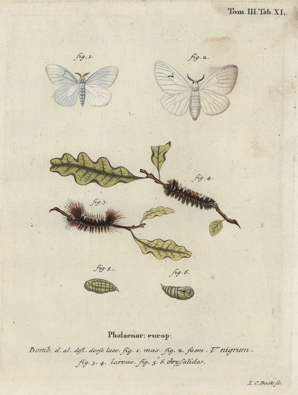 Svart V-fjäril, Arctornis l-nigrum. av Johann Carl Bock