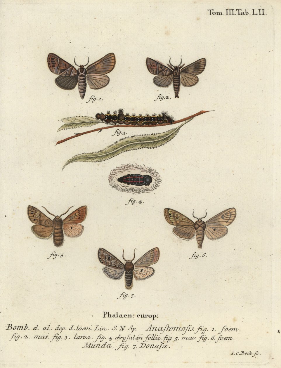 Clostera anastomosis och Nudaria mundana. av Johann Carl Bock