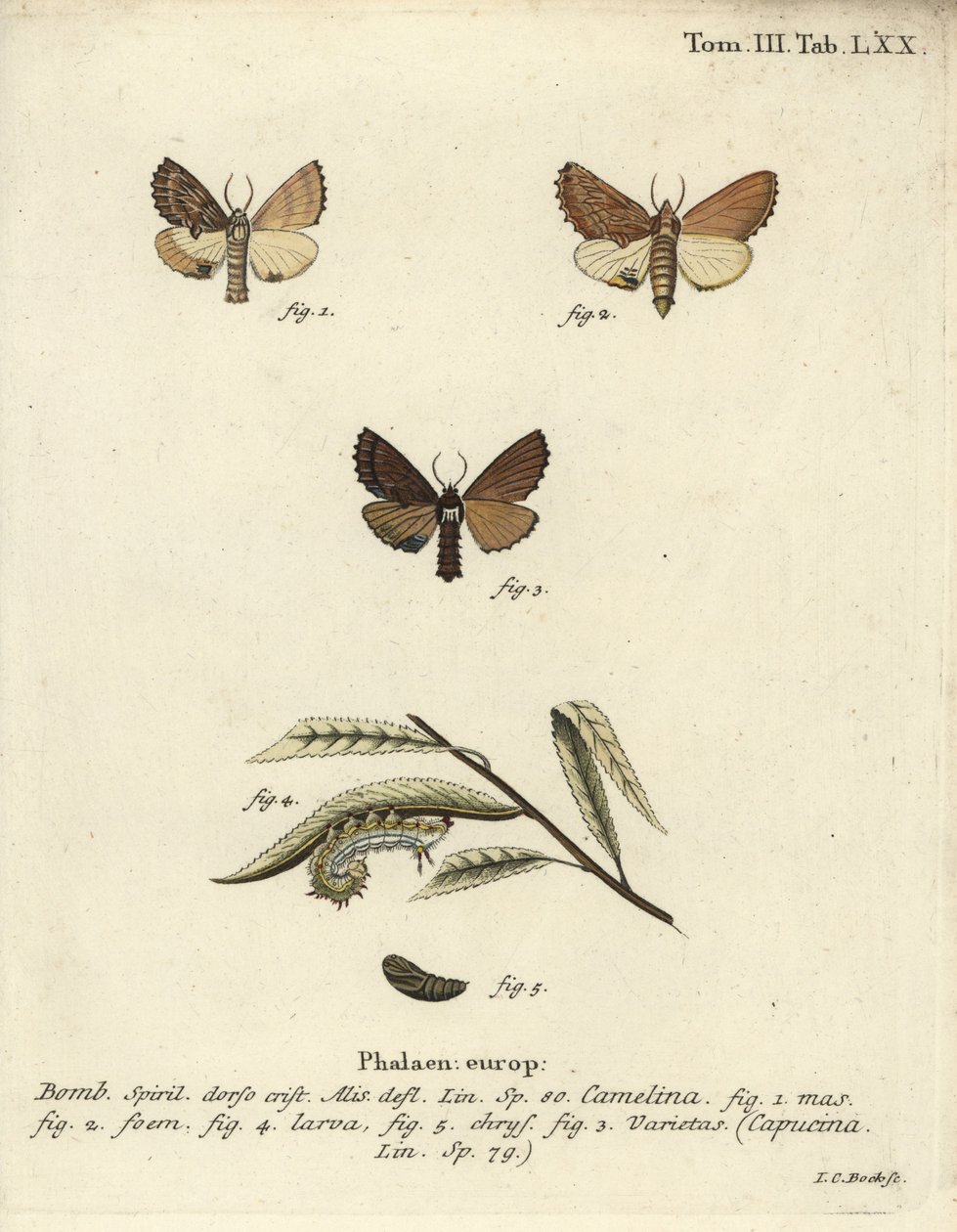 Coxcomb framträdande, Ptilodon capucinus. av Johann Carl Bock