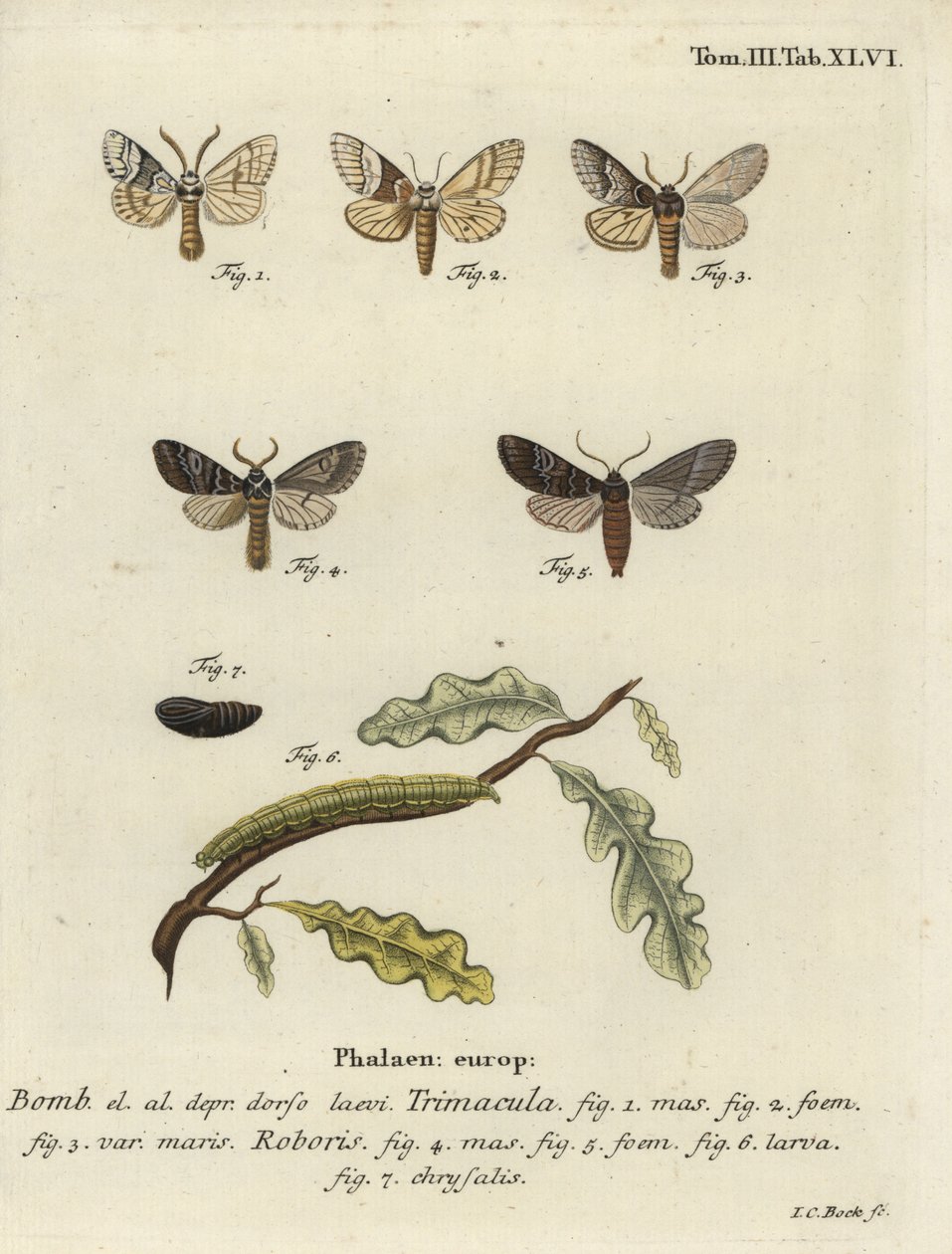 Drymonia dodonaea nattfjäril. av Johann Carl Bock