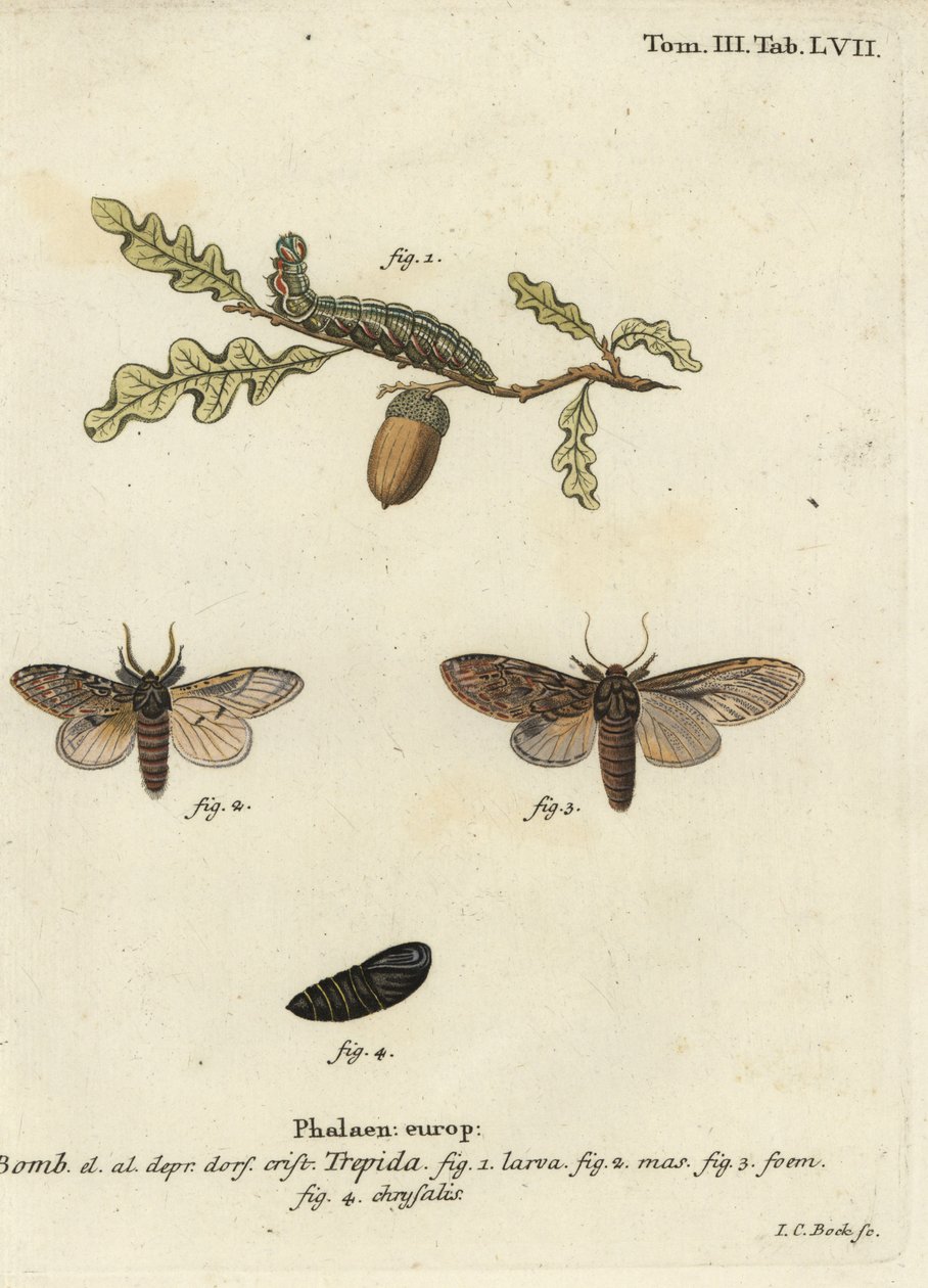 Stort framträdande, Peridea anceps. av Johann Carl Bock
