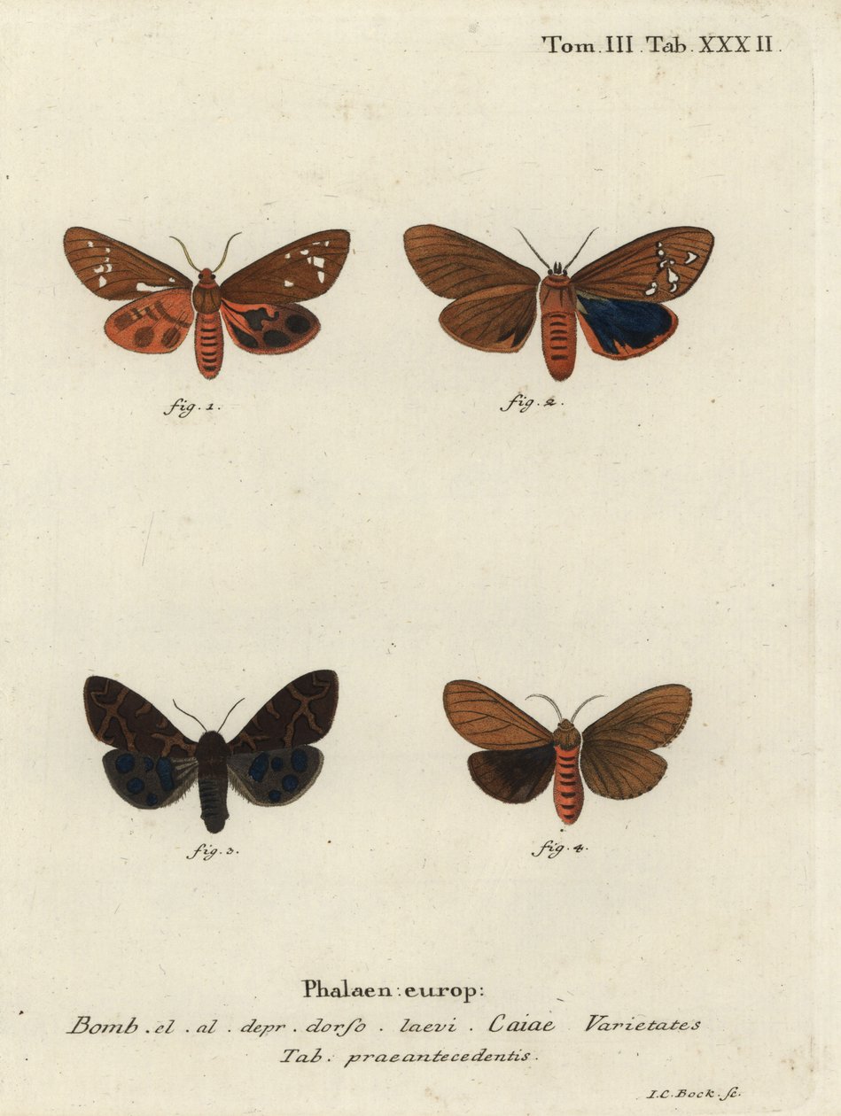 Stora tigermalsorter, Arctia caja. av Johann Carl Bock