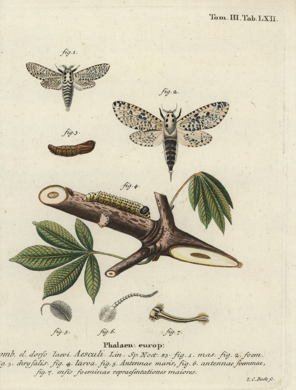 Leopardmal, Zeusera kärna. av Johann Carl Bock