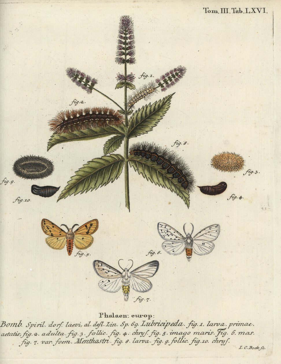 Vit hermelin, Spilosoma lubricipeda. av Johann Carl Bock