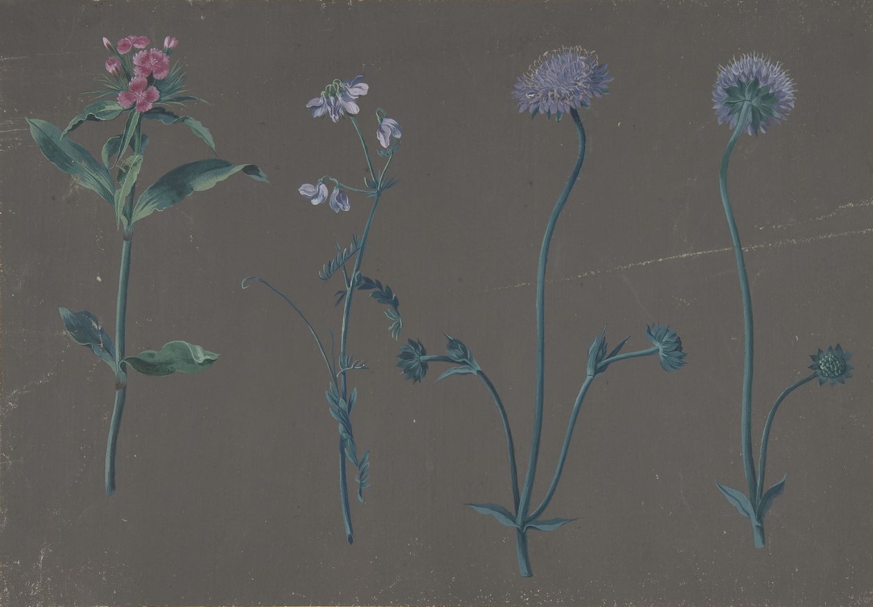 Studie av tre blommor, 1781. av Johann Christian August Birnbaum