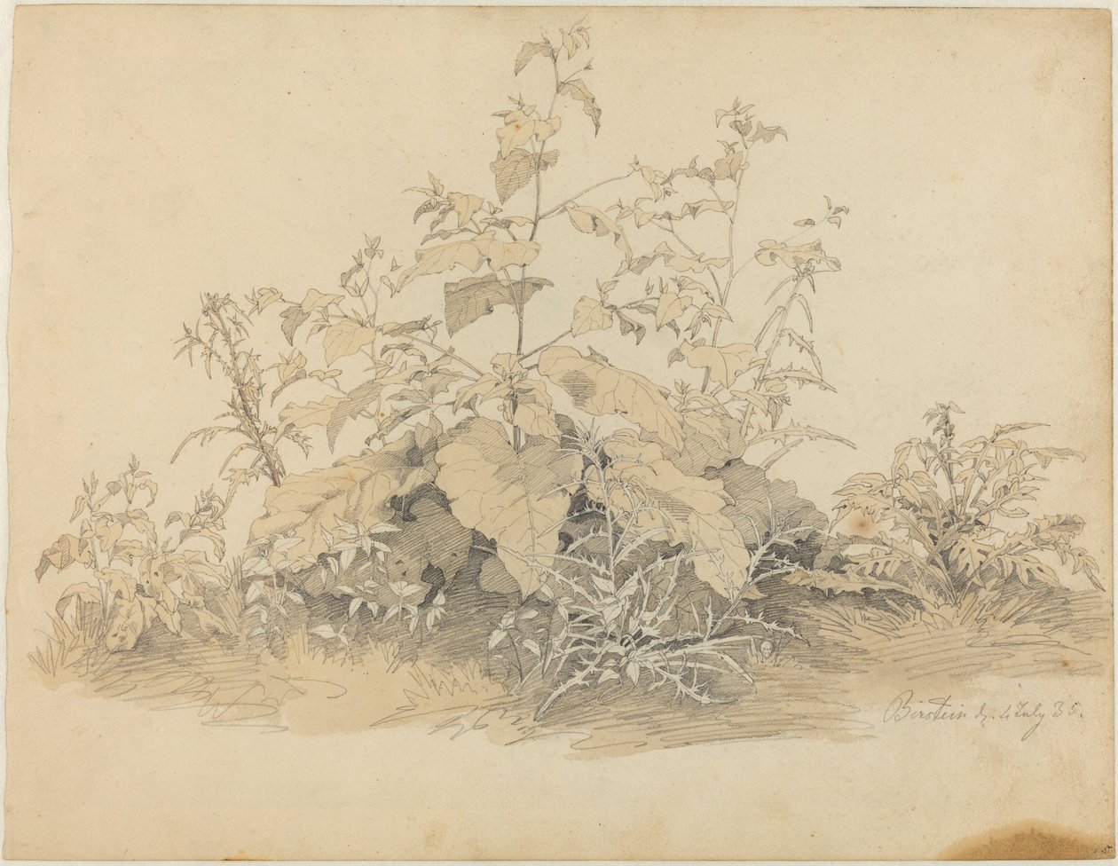 Vilda växter nära Birstein av Johann Christian Heerdt