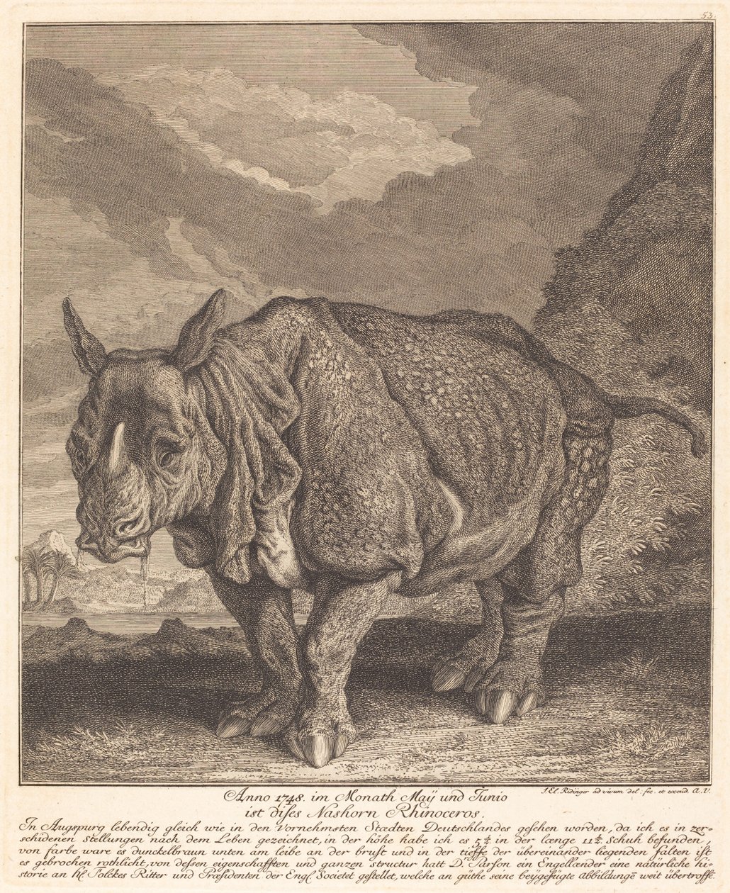 Noshörning av Johann Elias Ridinger