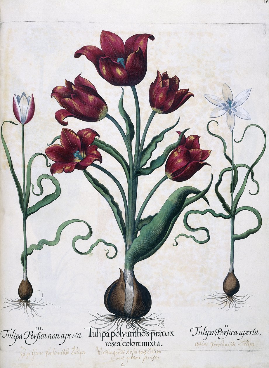 Tulpaner, 1613 av Johann Friedrich Meyer