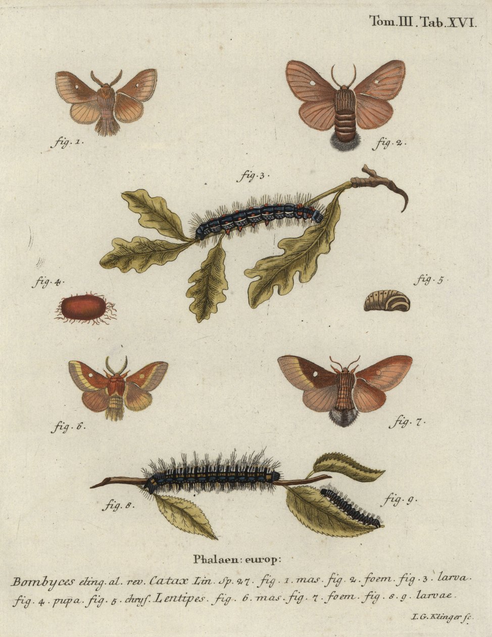 Eastern eggar, Eriogaster catax. av Johann Georg Klinger