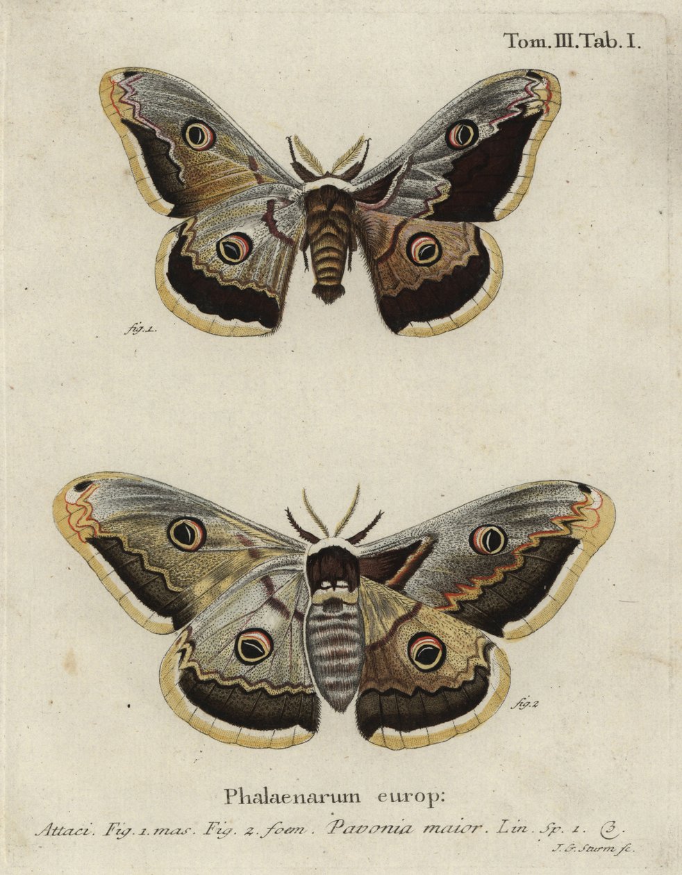 Kejsarmal, Saturnia pavonia. av Johann Georg Klinger