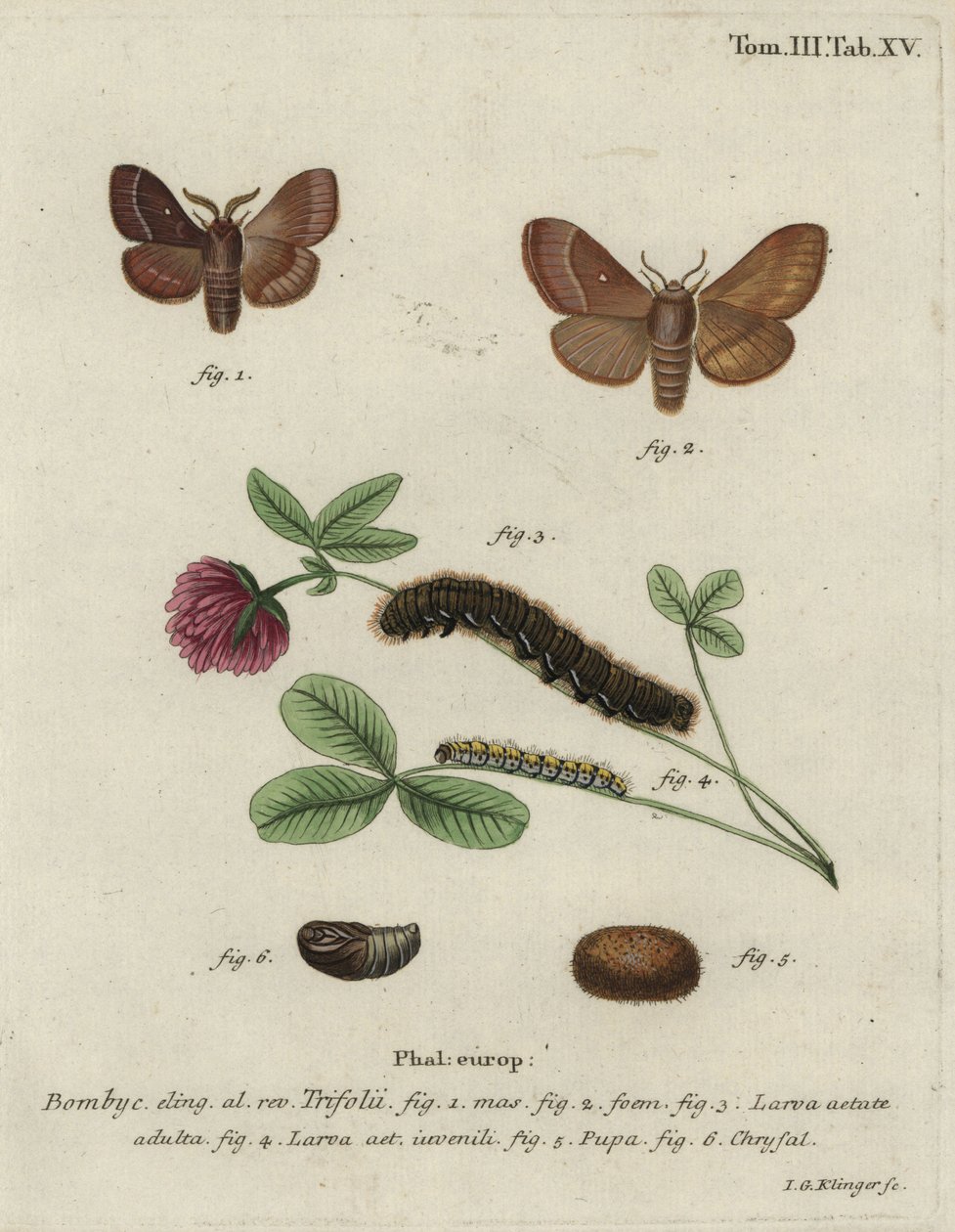 Grass eggar, Lasiocampa trifolii. av Johann Georg Klinger
