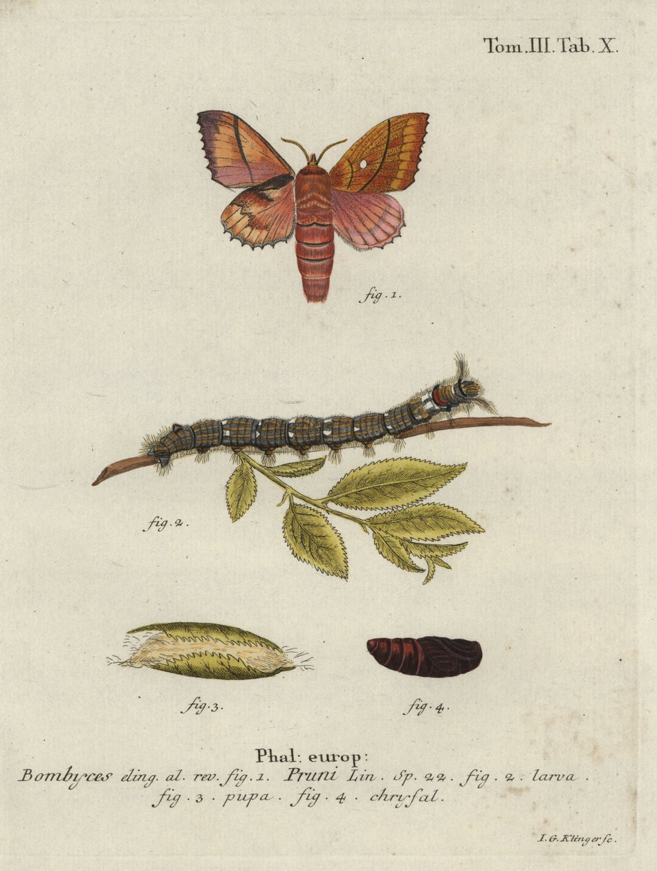 Odonetis plommonfjäril. av Johann Georg Klinger