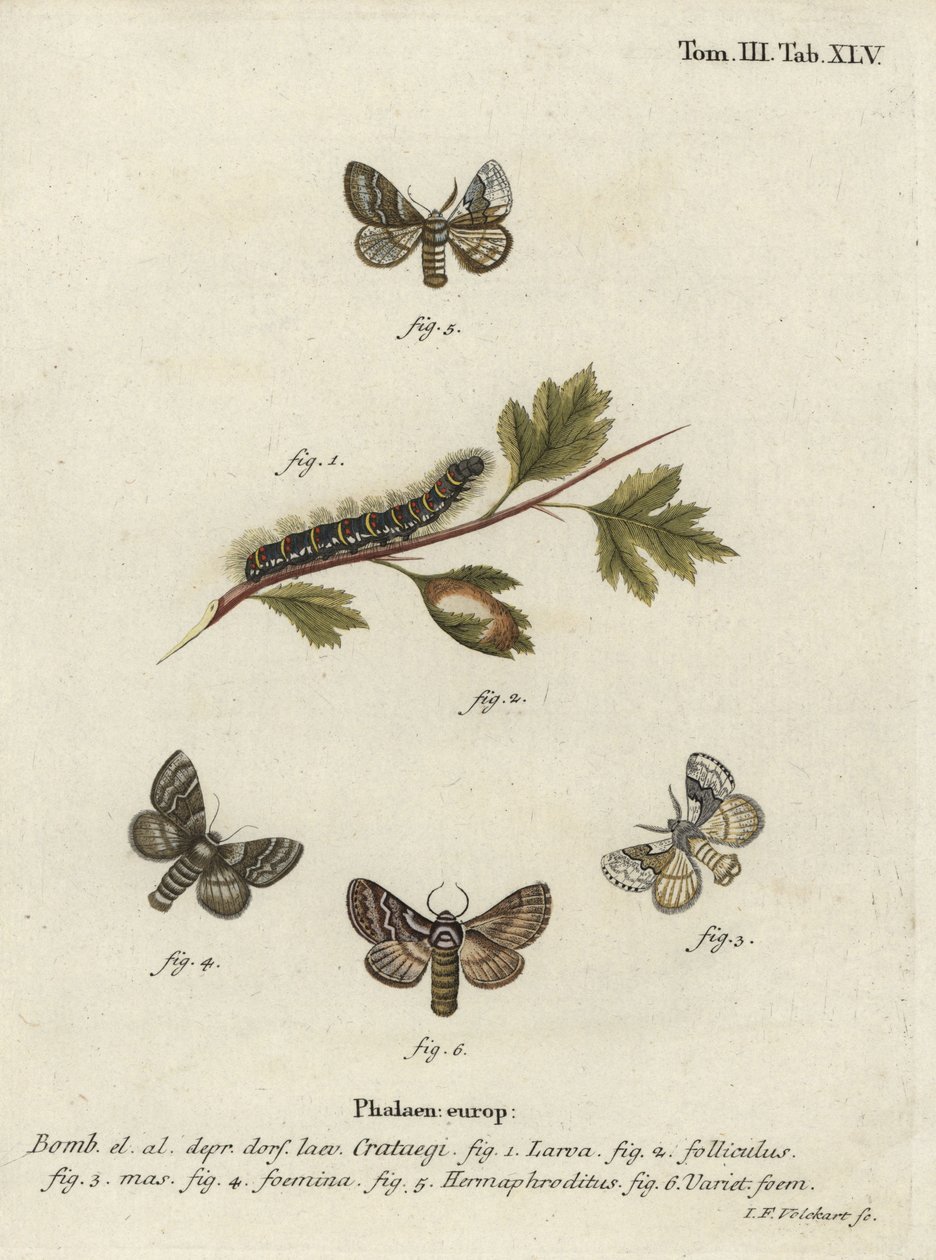 Pale Oak Egger, Trichiura categii. av Johann Georg Klinger