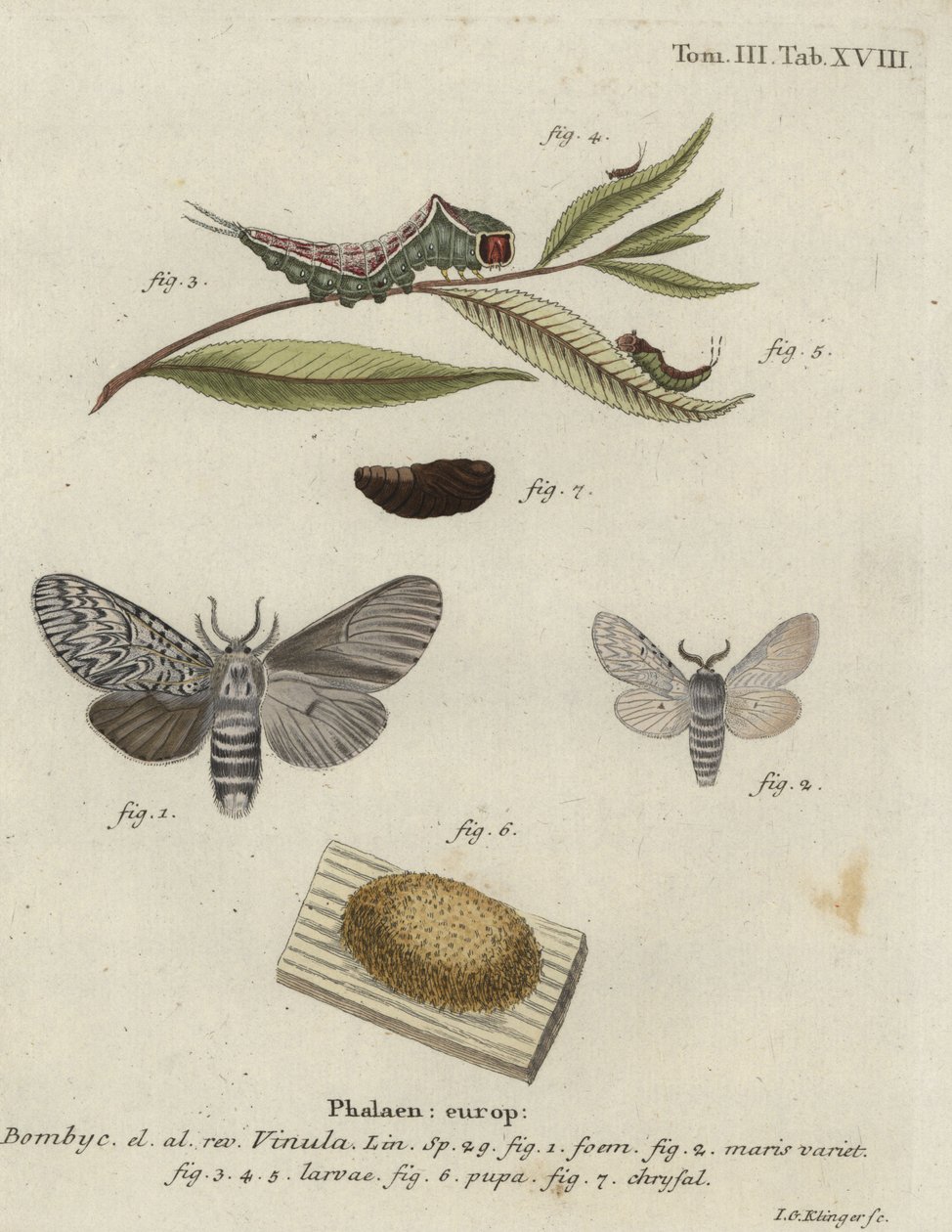 Pussmal, Cerura vinula. av Johann Georg Klinger