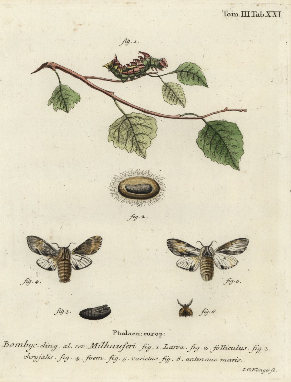 Tawny framträdande mal, Harpyia milhauseri. av Johann Georg Klinger